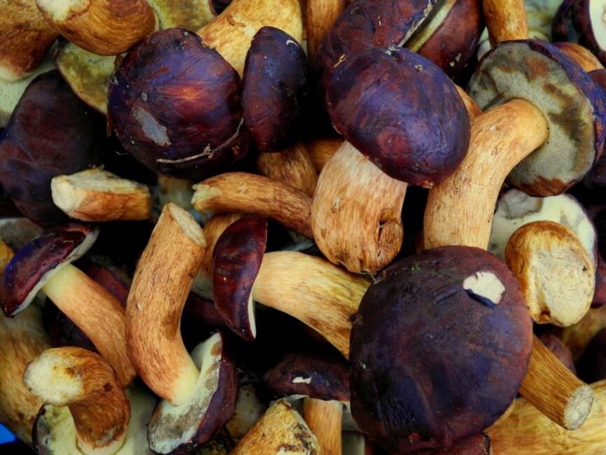 Boczniak topolowy jakie gleby