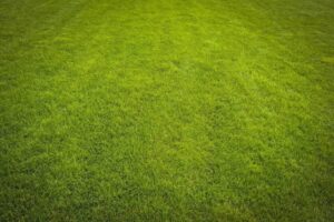 Czy trudne warunki klimatyczne mogą zaszkodzić trawie