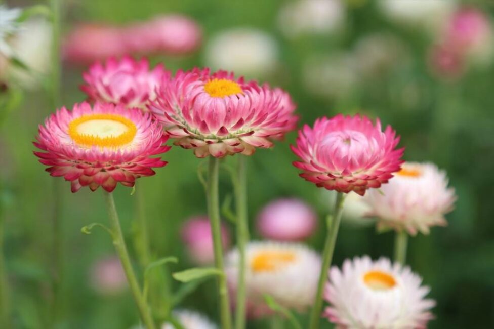 Jak radzić sobie z plamami na delikatnych liściach roślin