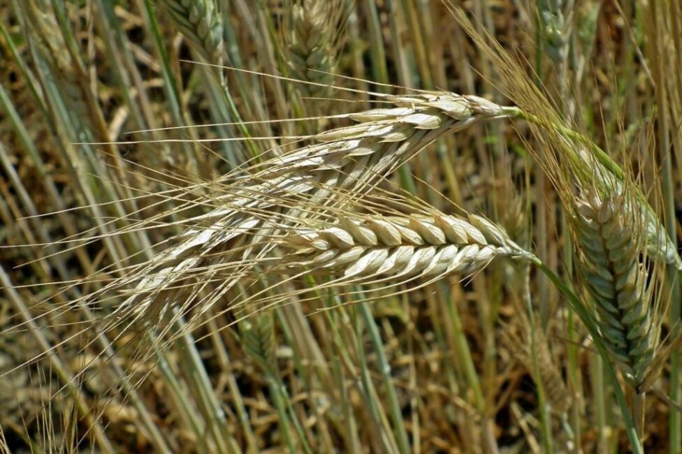 Kłosy zboża we śnie