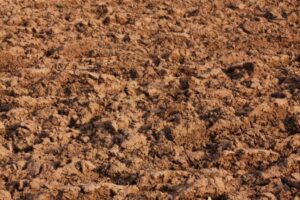 Ochrona przed szkodnikami słoneczników szorstkich