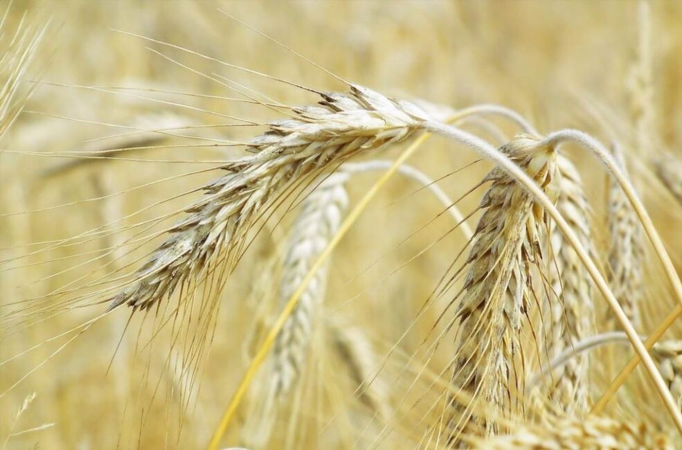 Sadzenie zboża we śnie