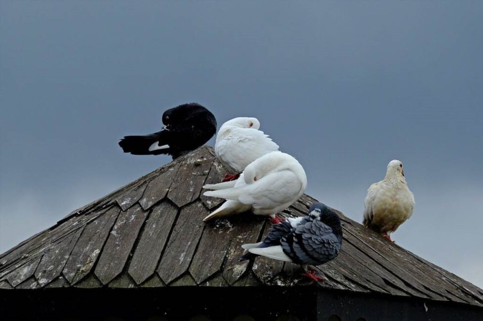 Targowanie gołębi ze względu na kolor