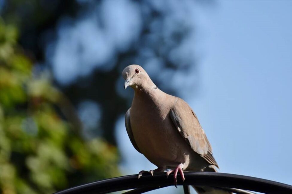 Zastosowanie barwników naturalnych w hodowli gołębi